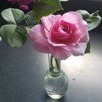 Carol Cprek Prindle - @cprindle55 - Instagram