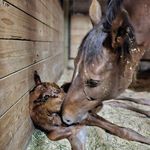 Carol Prindle - @whisperingmeadowsmorganfarm - Instagram