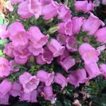 Carol Pyles - @pylescj - Instagram