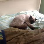 Carol Read - @an_authors_journey - Instagram