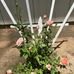 Carol Rhoads - Facebook