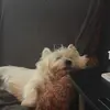 carolrichard71 - @carolrichard71 - TikTok