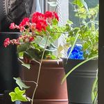 Carol Rickard - @streetsign1962 - Instagram