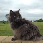 Carol Rigsbee - @carol.rigsbee - Instagram