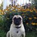 Carol Roark - Facebook