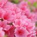 Carol Roark - Facebook