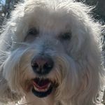 Carol Roeder - @carolroeder1 - Instagram