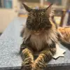 Caroline Rolfe - @pearliegirlmaincoon - TikTok