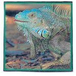 Carol Root - @leeepinlizards - Instagram