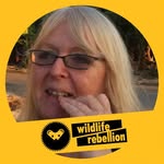 Carol Rowan - @qwikbeam - Instagram