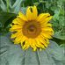 Carol Rowan - Facebook