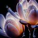 Carola Runge - Facebook