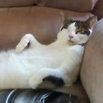 Carol Samson Foisy - @carolsamsonfoisy - Instagram