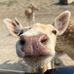 Carol Schaefer - Facebook