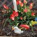 Carol Schaefer - Facebook