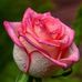 Carol Schatz - Facebook