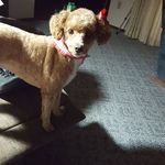 Carol Schatzke - @carolschatzke - Instagram