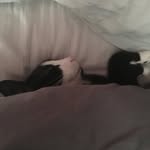 Puck & Boo - @carolscheid7929 - Instagram