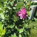 Carol Schuler - Facebook