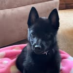 Carol Schuler Hoelzer - @carolhoelzer - Instagram