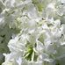 Carol Schutt - Facebook
