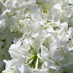 Carol Schutt - @schutt7714 - Instagram