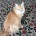Carol Schweigert - Facebook