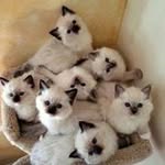 Carol Scribner - @scribnercarol - Instagram