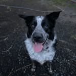 Carol Searing - @bandit_the_border_collie456 - Instagram