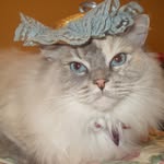 Carol Searing - @ladypurrs - Instagram