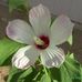 Carol Sessions - Facebook
