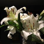 Carol Sheehan - @sheehan4910 - Instagram