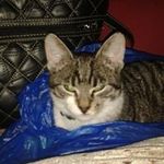 Carol Sheehan - @sheehan4198 - Instagram