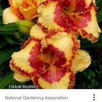 Carol Sims - @carolannz1954 - Instagram