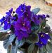 Carol Stein - Facebook