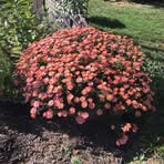Carol Steinhauer Newburn - Facebook