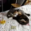 carolstellingwerfwilliam - @carolstellingwerfwilliam - TikTok