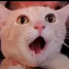 Carolyn Stickney - @carolynstickney6254 - TikTok