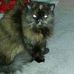 Caroline Strachan - Facebook