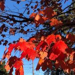 Carol Stratton - @carolstratton603 - Instagram