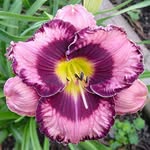 Carol Straus - @curly.purple - Instagram