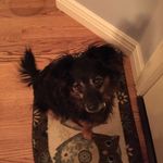 Carol Strauser - @castrauser - Instagram