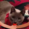 Carol Strawderman nanny - @carol.strawderman - TikTok