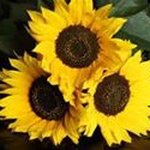 Carol Streeter - @streetercarol - Instagram