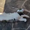 carolinestreit777 - @carolinestreit777 - TikTok