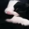 carolsstreit - @carolsstreit - TikTok
