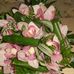 Carolina Strohecker - Facebook