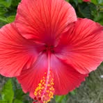Carol Strohl - Facebook