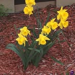 Carol Strope - Facebook