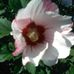 Carol Strouse - Facebook